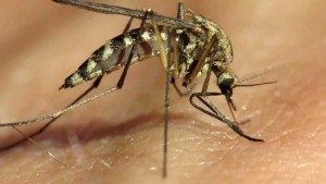 народные средства защиты от комаров, защита от комаров народные средства, от комаров дома защита народные средства