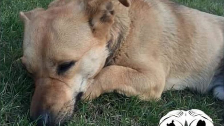 В Одессе догхантеры убили человека, пытаясь убить маленькую собачку