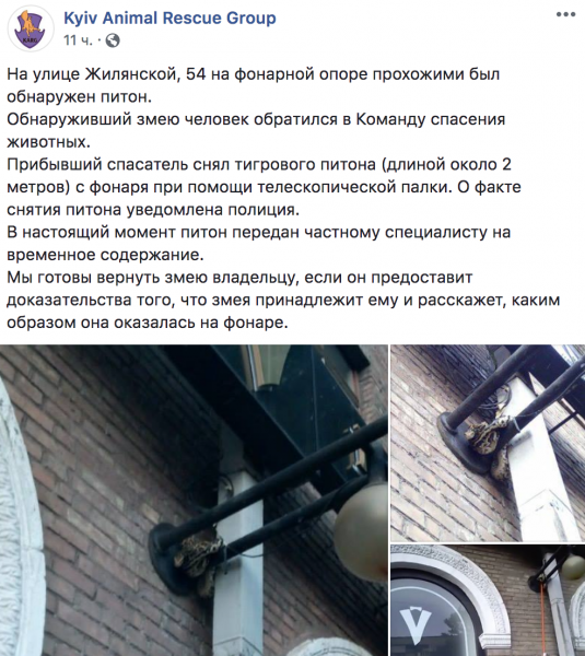 В центре Киева обнаружили двухметрового питона на фонарной опоре