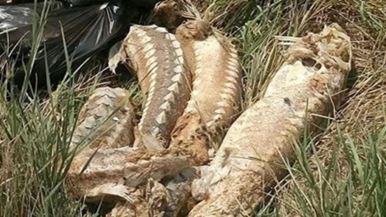 Десятки мертвых осетров и дельфинов нашли на берегу Крыма